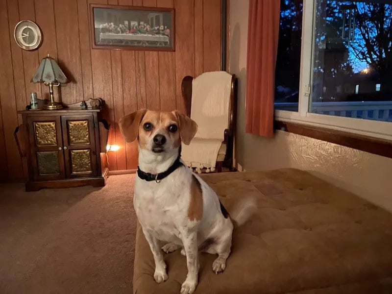 Customer photo review of Canident Polvo Dental para Perros – Removedor de Placa Natural a base de Algas Marinas para Perros