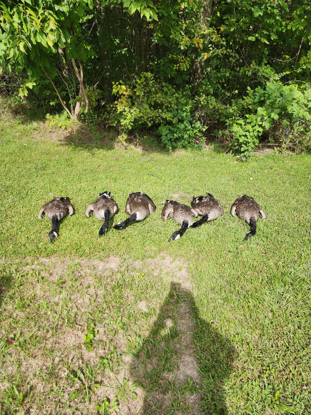 Customer photo review of SFX Goose Call
