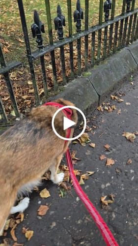 Customer video review of ParoPet No Pull Dog Harness