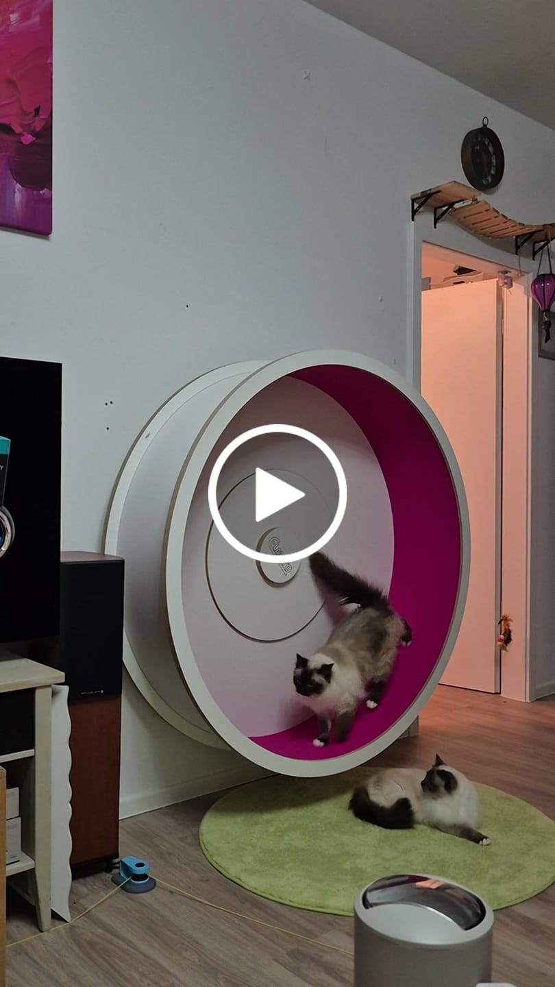 Customer video review of Elmato Katzenlaufrad Rocky Wandlaufrad