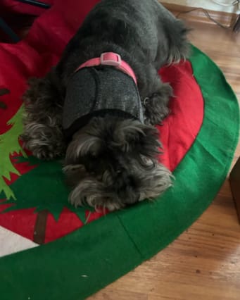 Customer photo review of Orejeras para Perros con Reducción de Ruido