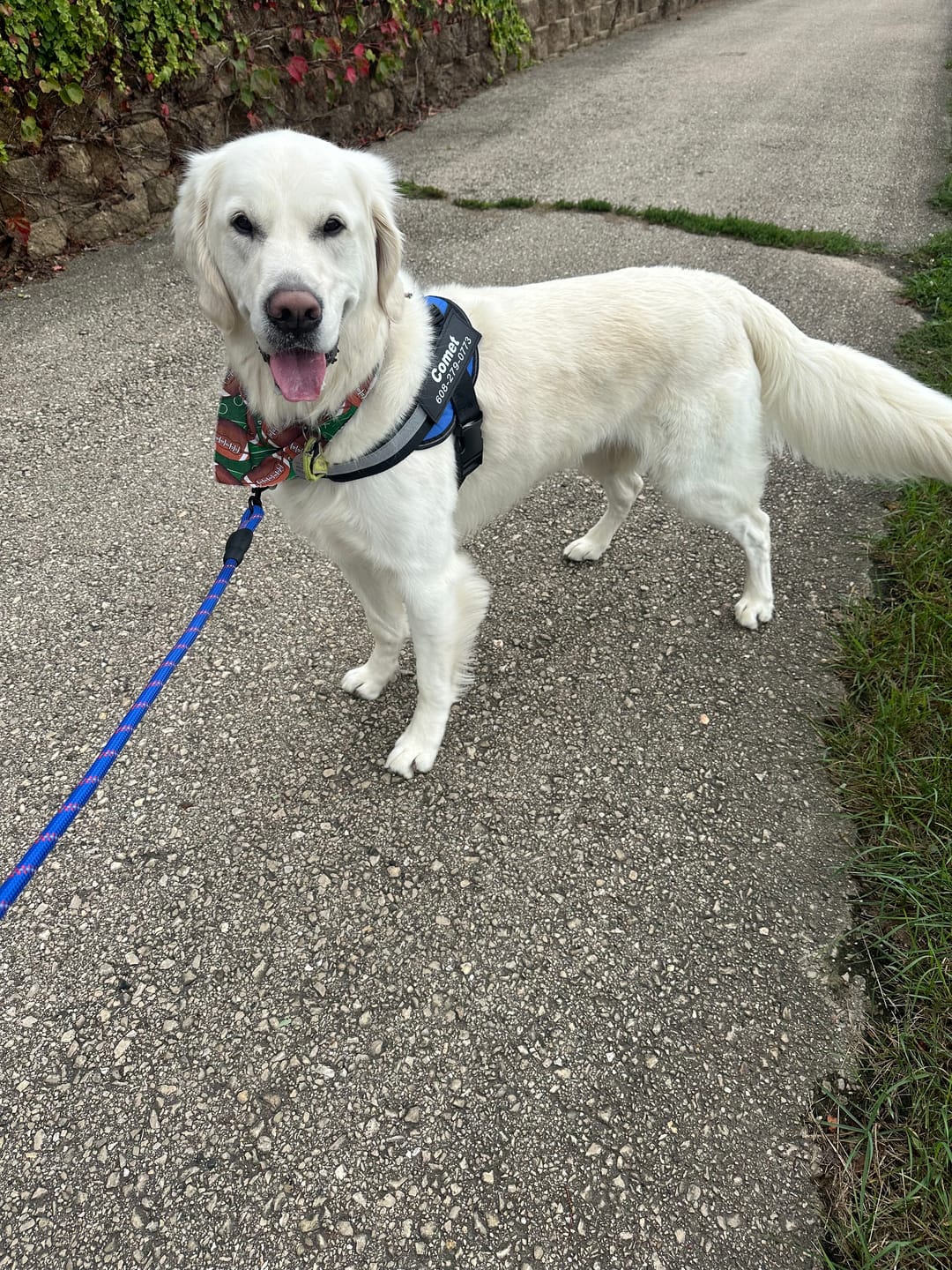 Customer photo review of Reflective Nylon Leash
