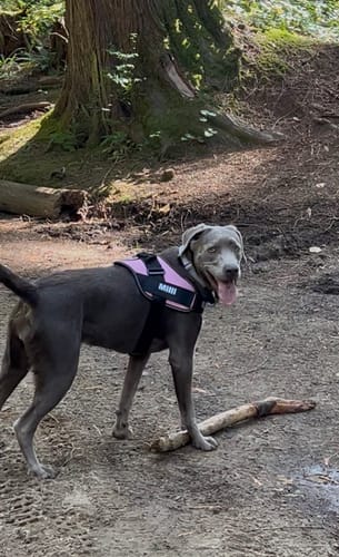 Customer's Dogshood No Pull Harness on a silver lab standing on a forest trail with a stick.