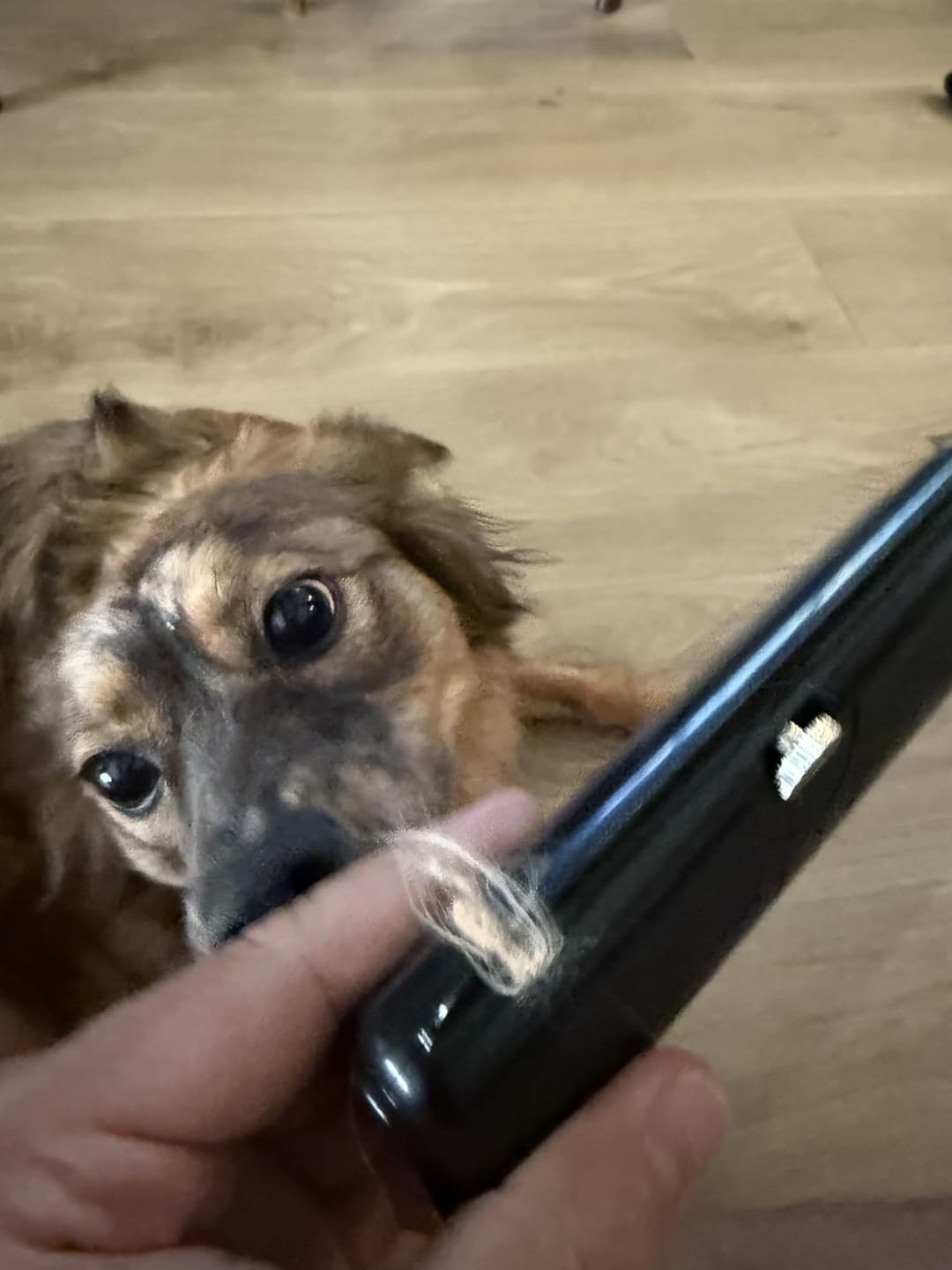 Customer photo review of CleanPaws™ Peluqueria Profesional en Casa