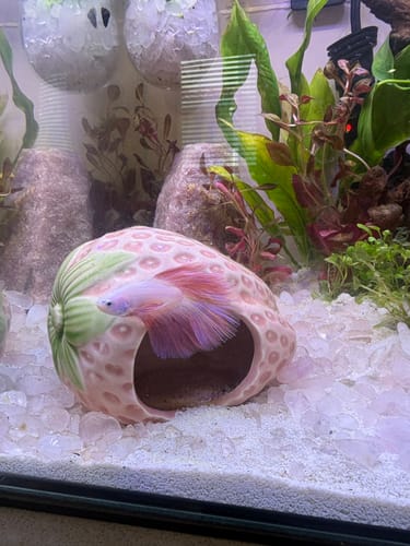 Customer's pink halfmoon betta fish swimming near a strawberry-shaped cave in an aquarium.