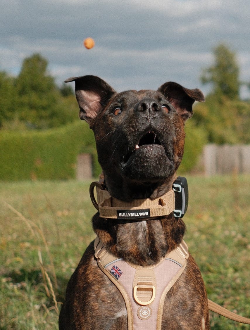 Customer photo review of 4cm LIGHTER Combat® Collar | With Handle & Secure Clip - Tan x Tan