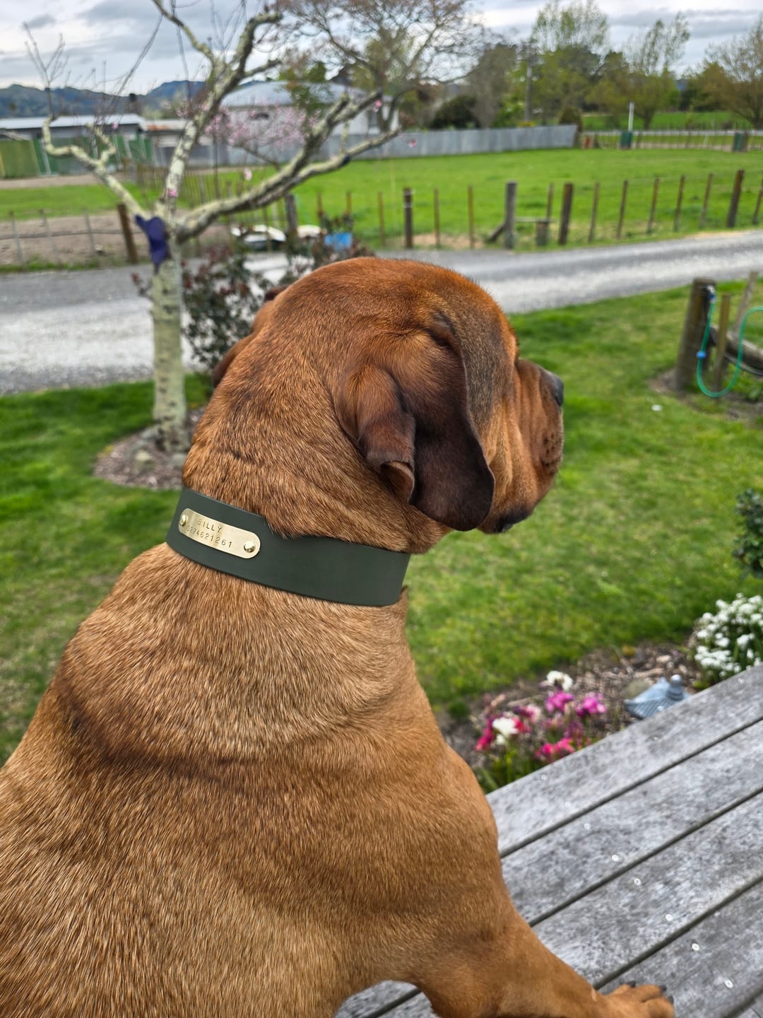 Customer photo review of Strap Replacement for Existing Dog Collars
