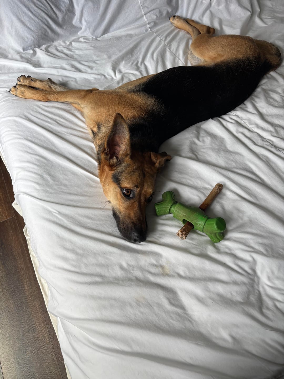 Customer photo review of Super Bull Sticks