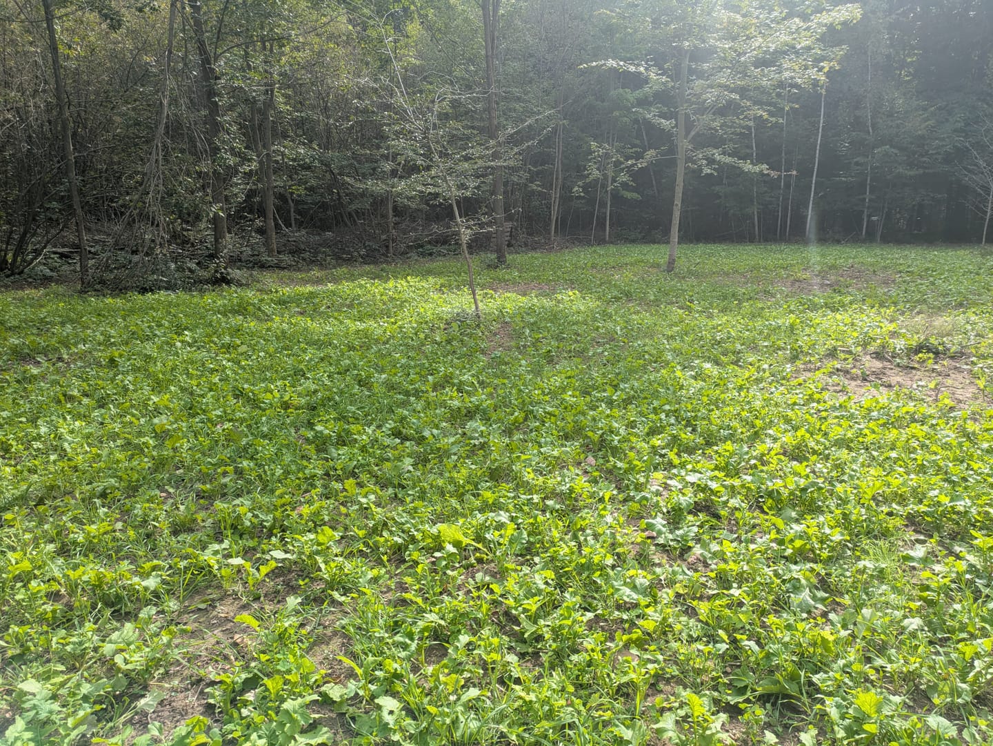 Customer photo review of Domain Pounder - Winter Pea Food Plot Seed