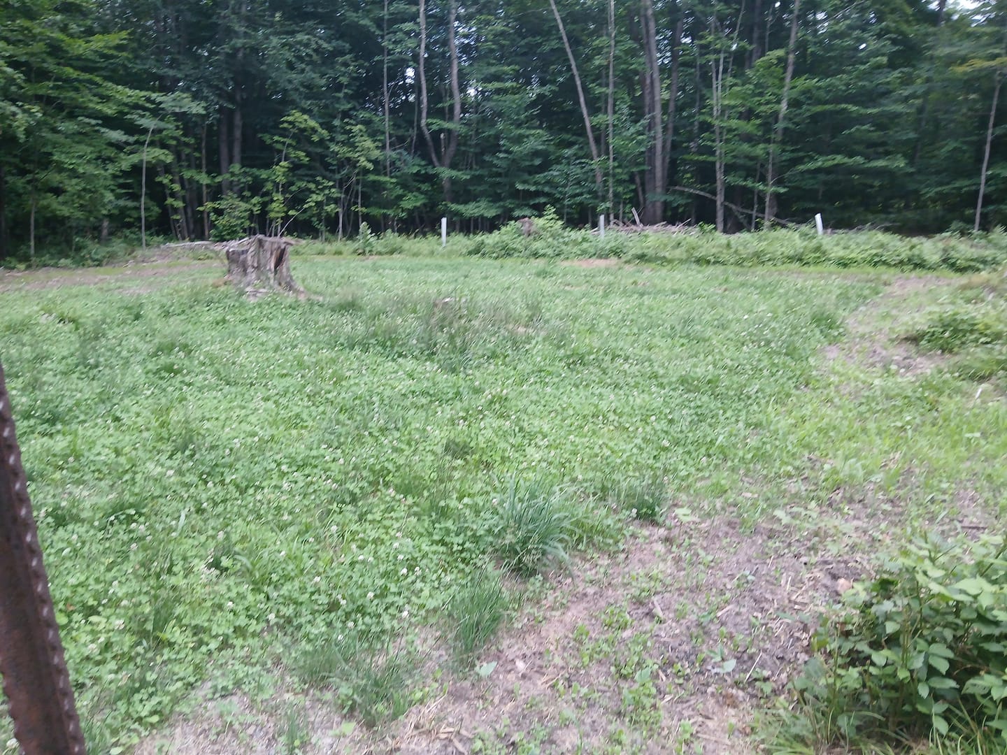 Customer photo review of Whitetail Hill Clover