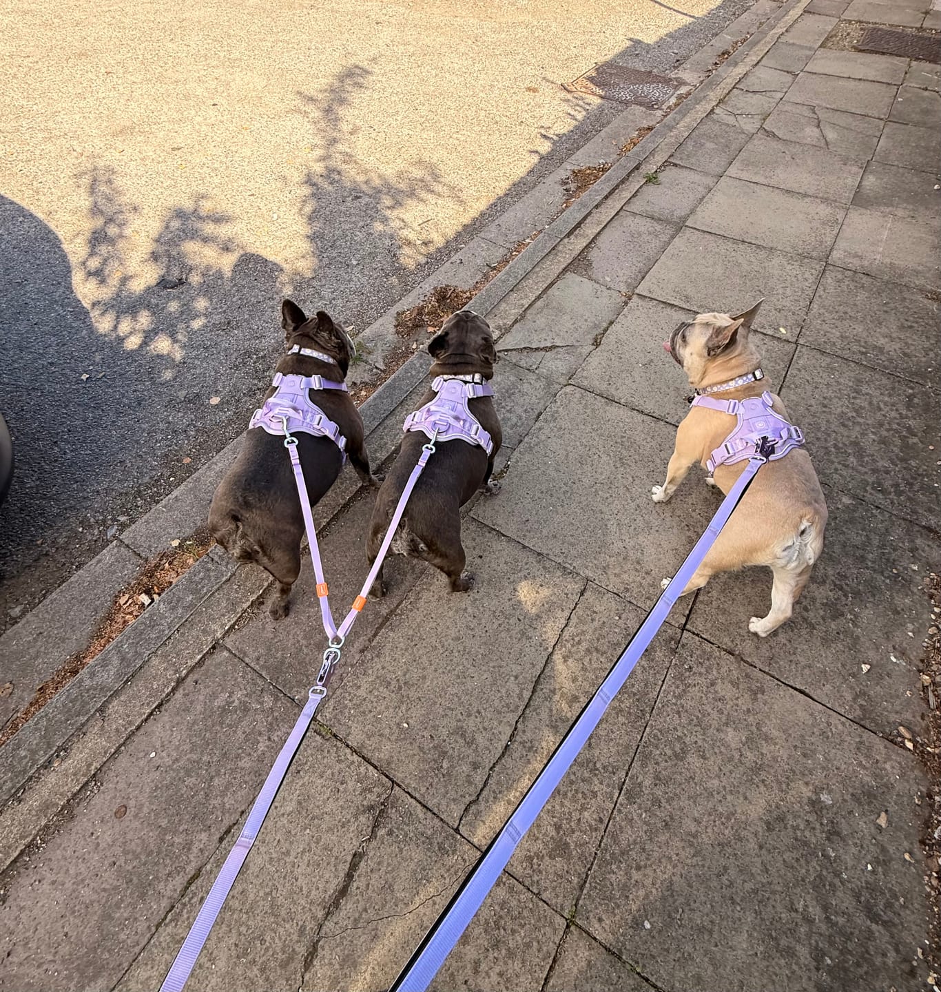 Customer photo review of Anti Pull Hurricane Harness Lighter | With Handle - Lavender X Ube