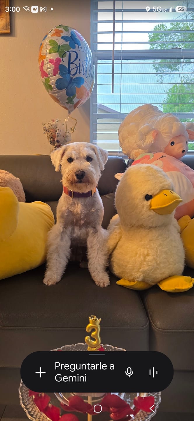 Customer photo review of FurLife™ - 12 Months All Natural Flea and Tick Tags for Dogs