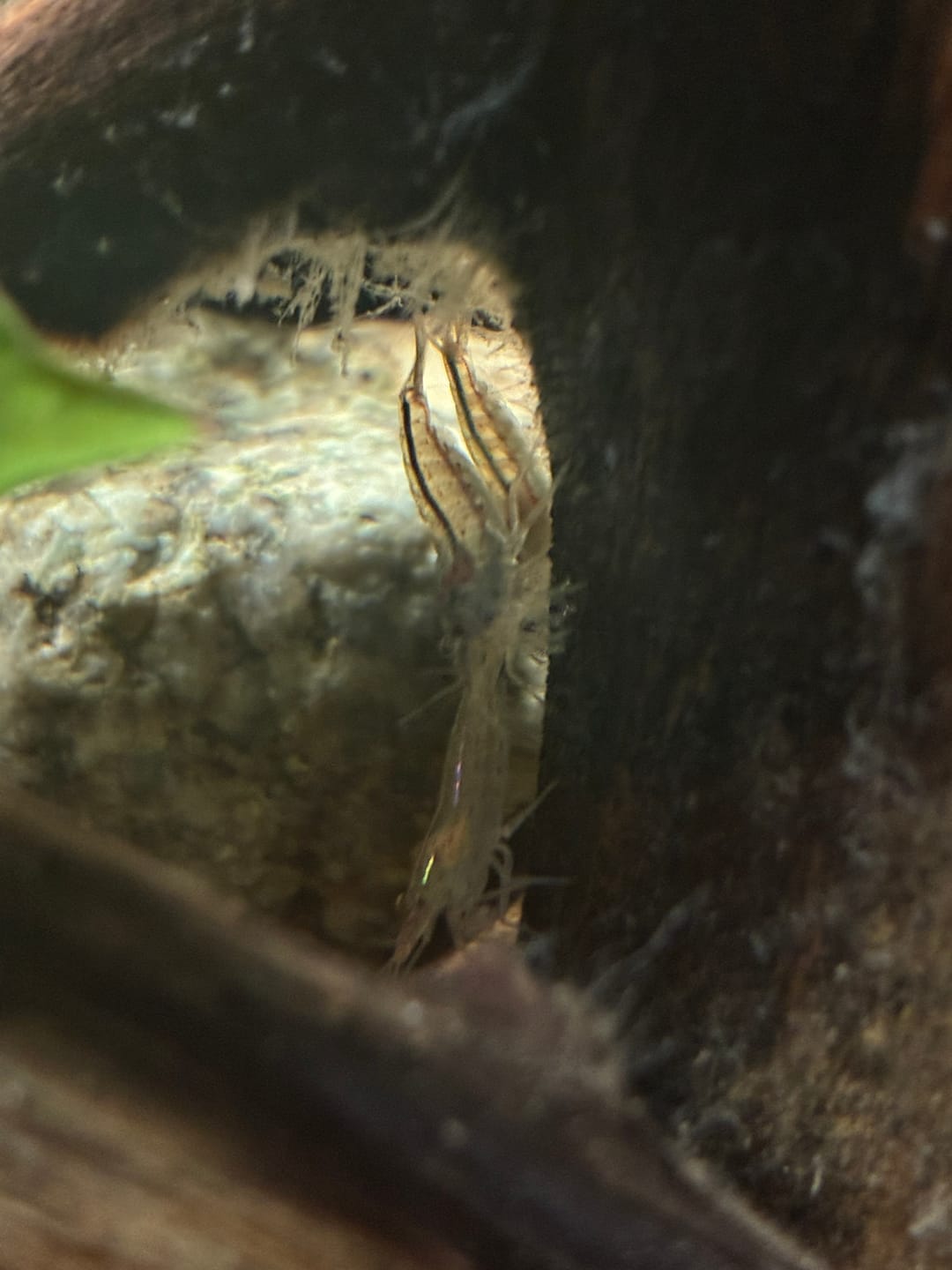 Customer photo review of Amano Shrimp