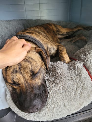 Customer's brindle dog sleeping peacefully on a grey, soft Furbedz anti-stress bed, being petted by a hand.