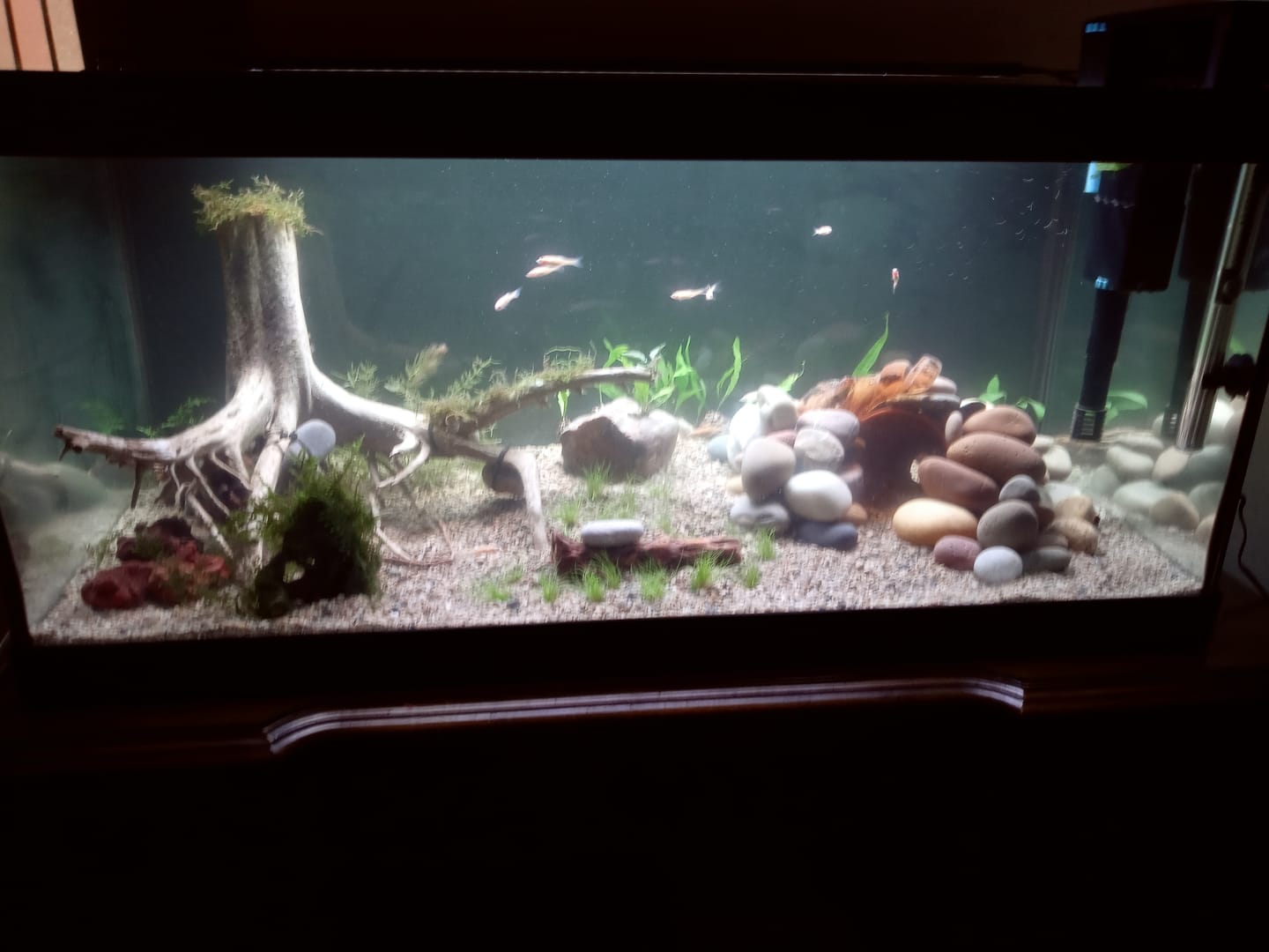 Customer photo review of Tidal Power Filters From Seachem/Sicce