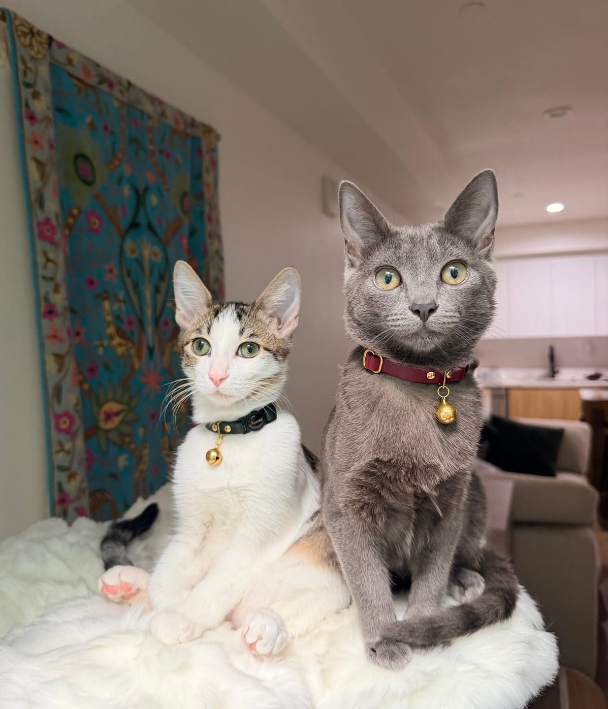 Customer photo review of Breakaway Cat Collar