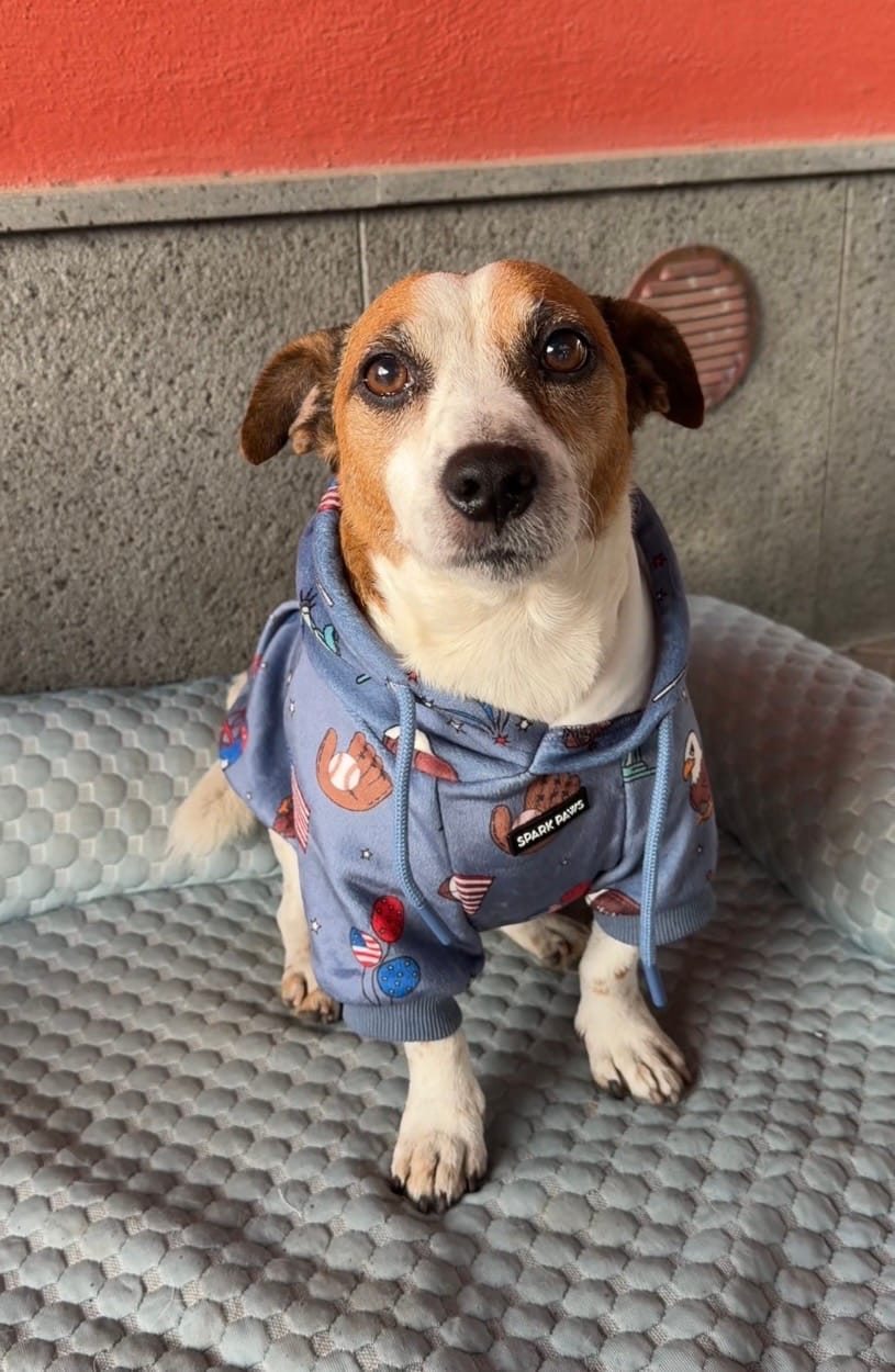 Customer photo review of The USA Dog Hoodie - Blue