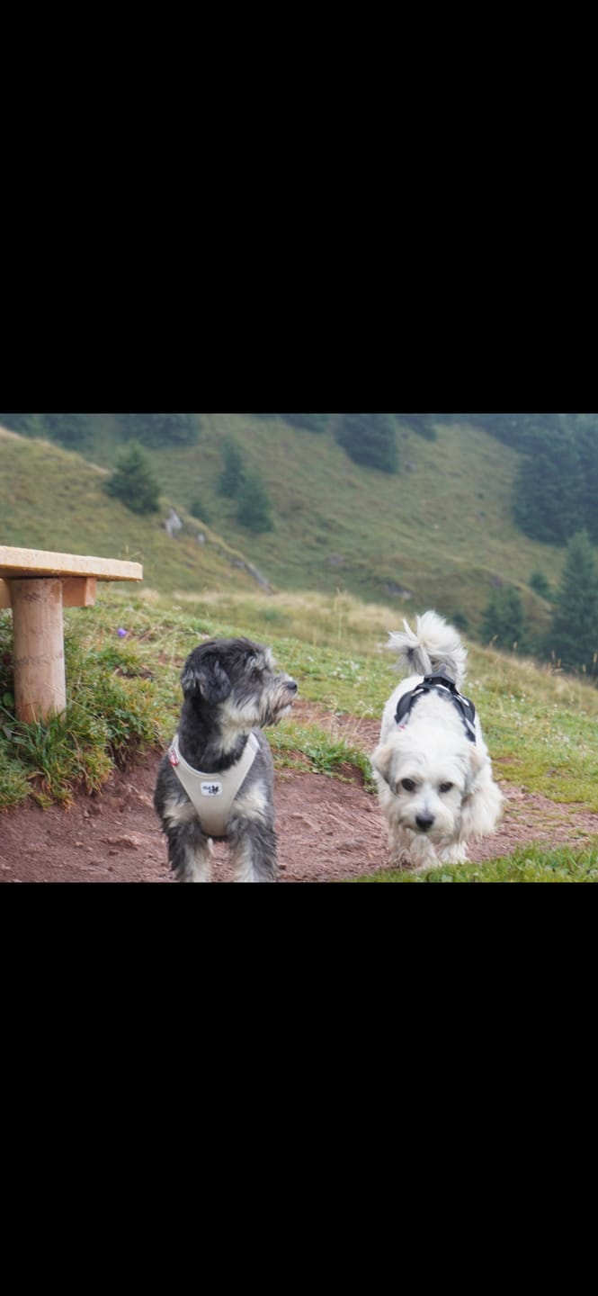 Customer photo review of Wurmtest Plus Hund