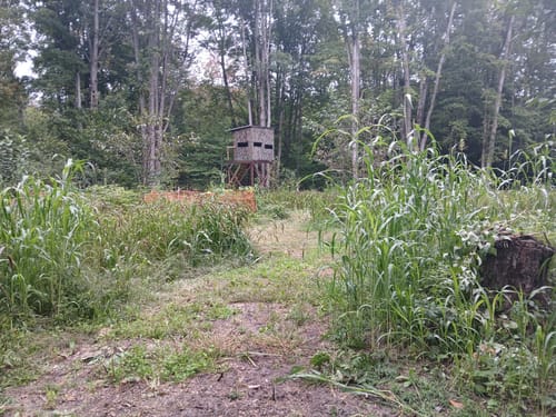 Customer's Summer Bulk food plot with tall green vegetation near a hunting blind in a wooded area.