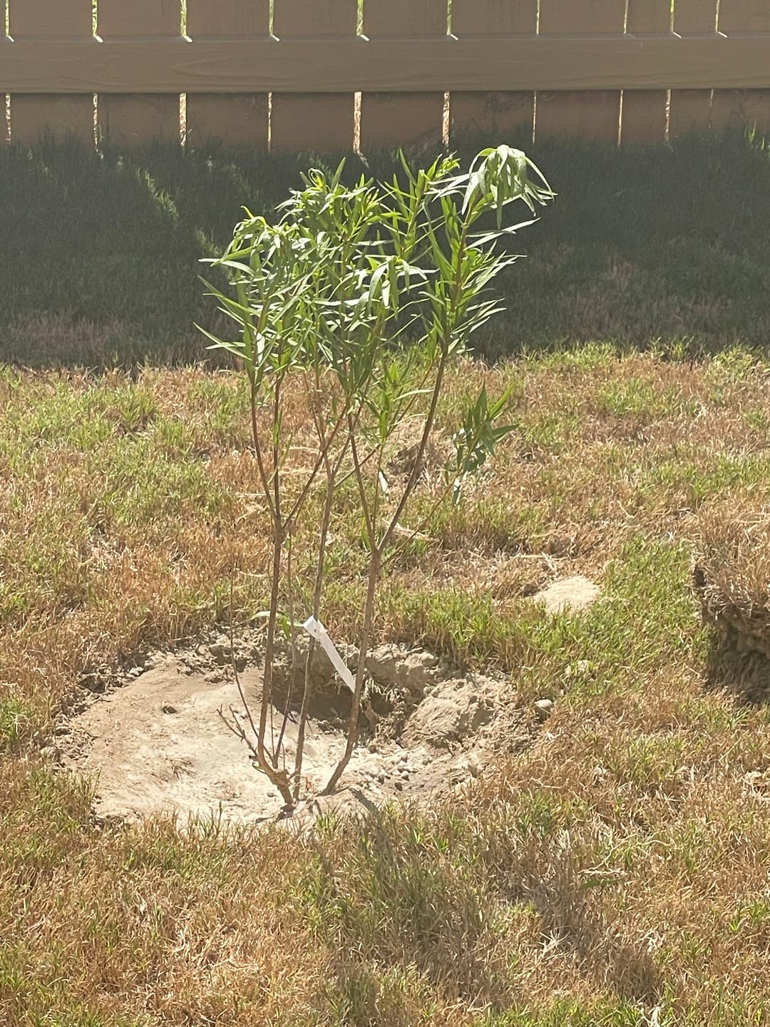 Customer photo review of Bubba Desert Willow 'Pink'