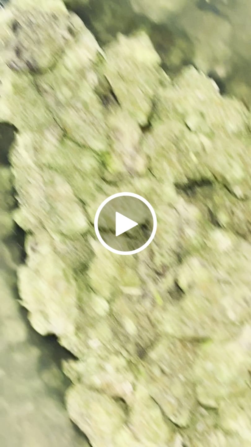 Customer video review of THCA Queen