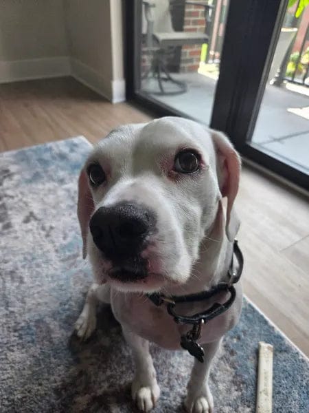 Customer photo review of Canident Polvo Dental para Perros – Removedor de Placa Natural a base de Algas Marinas para Perros