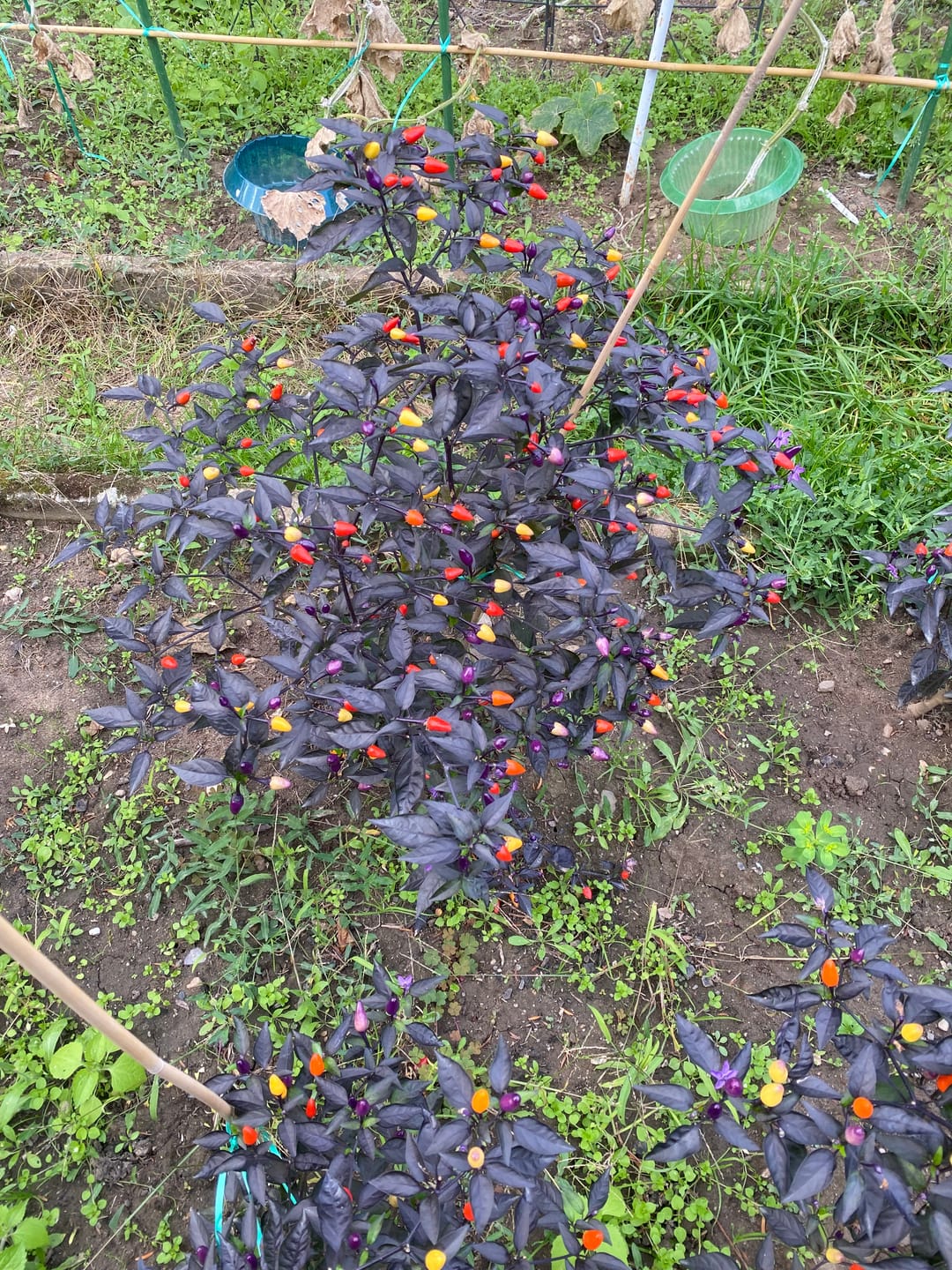 Customer photo review of Chili ‘Lila Luzi‘