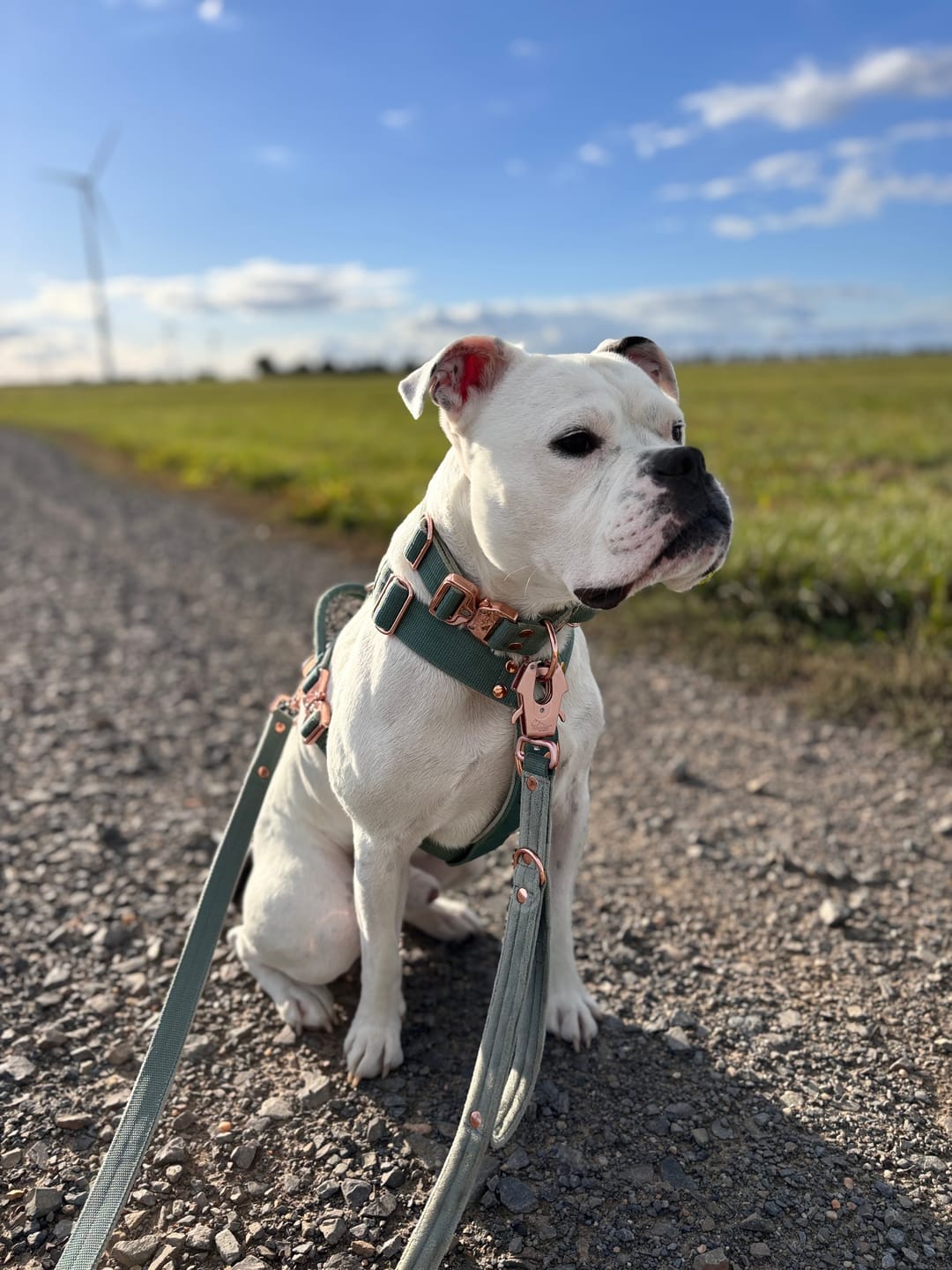 Customer photo review of Easy Walk Extreme Rose Pastel Green - Sele med snabbspänne