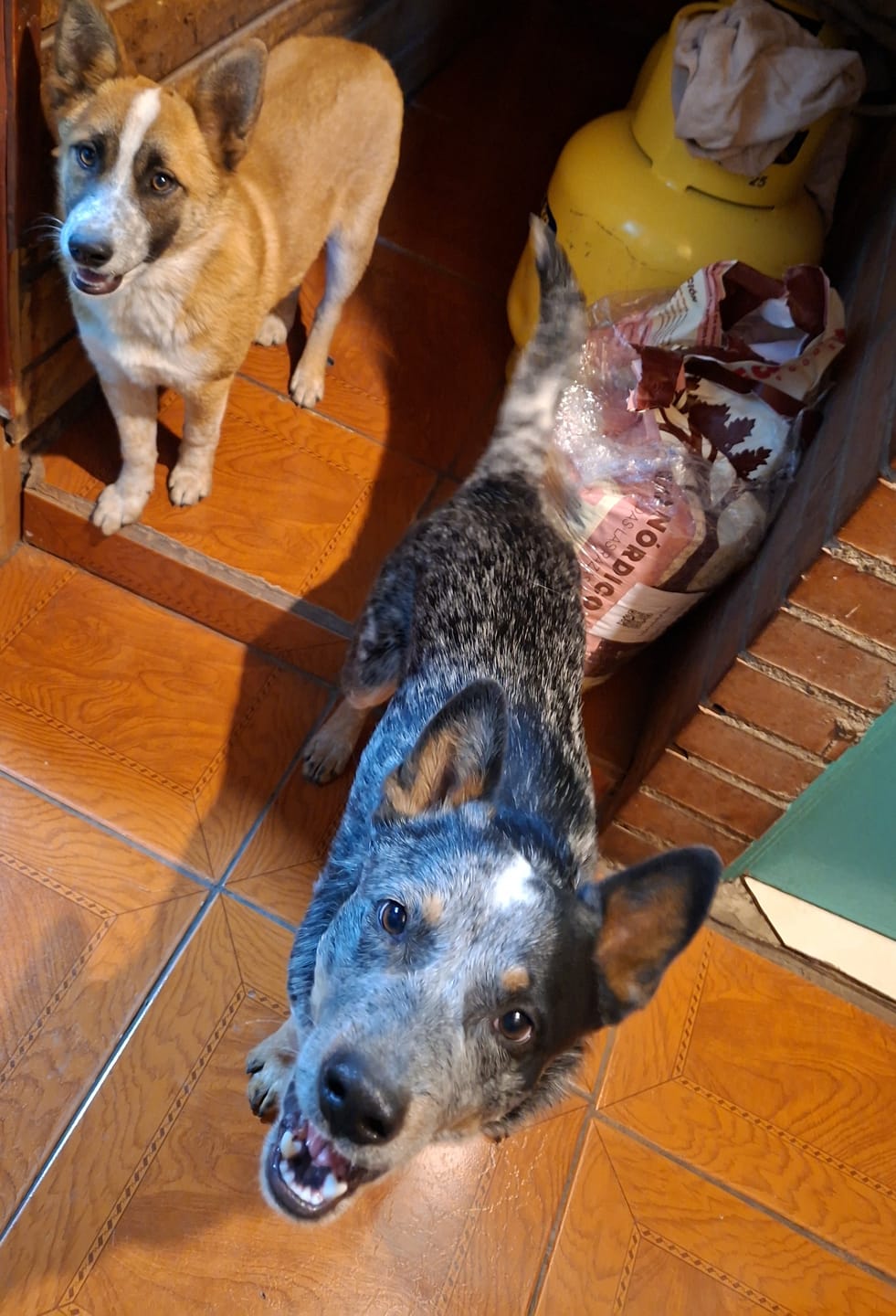 Customer photo review of PetFamily Foods Cerdo Nordico