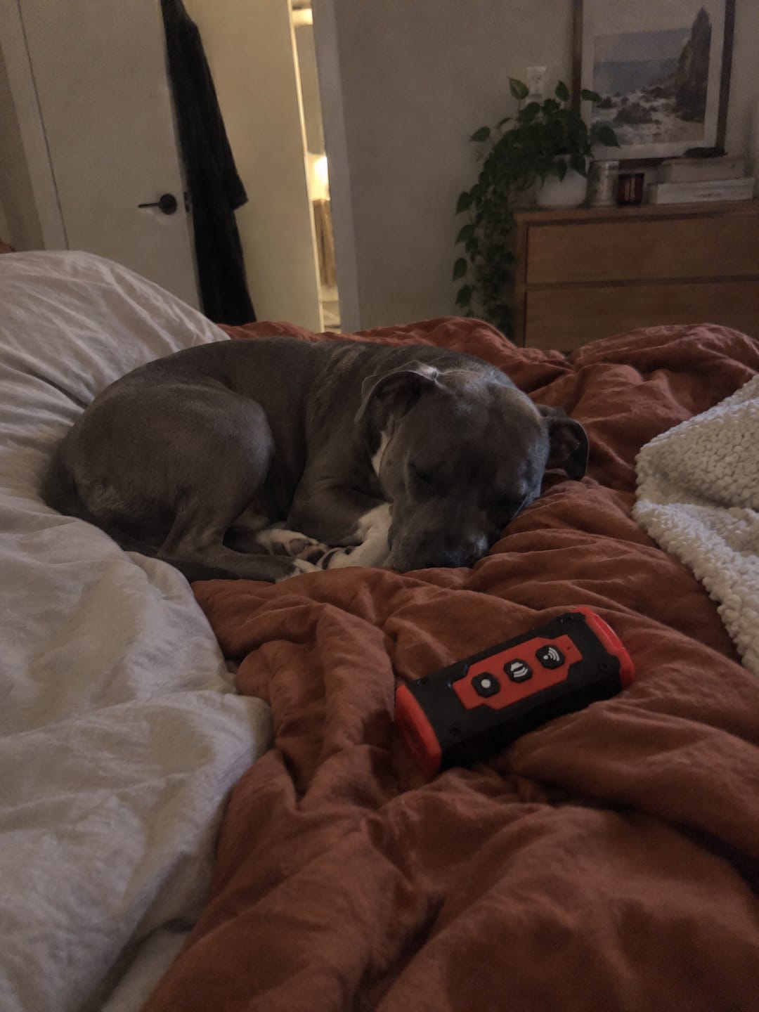 Customer photo review of PREMIUM Anti Bark Trainer