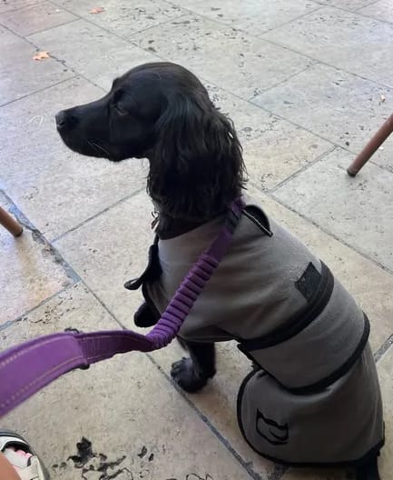 Customer photo review of Luxury Dog Cooling Coat