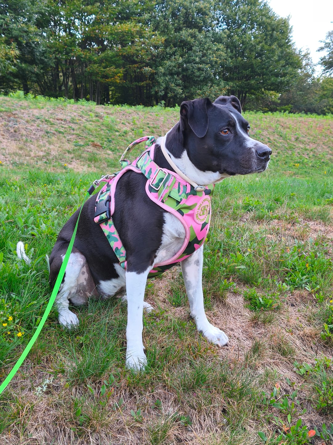 Customer photo review of Comfort Premium Harness | Non Restrictive - Pink Camouflage