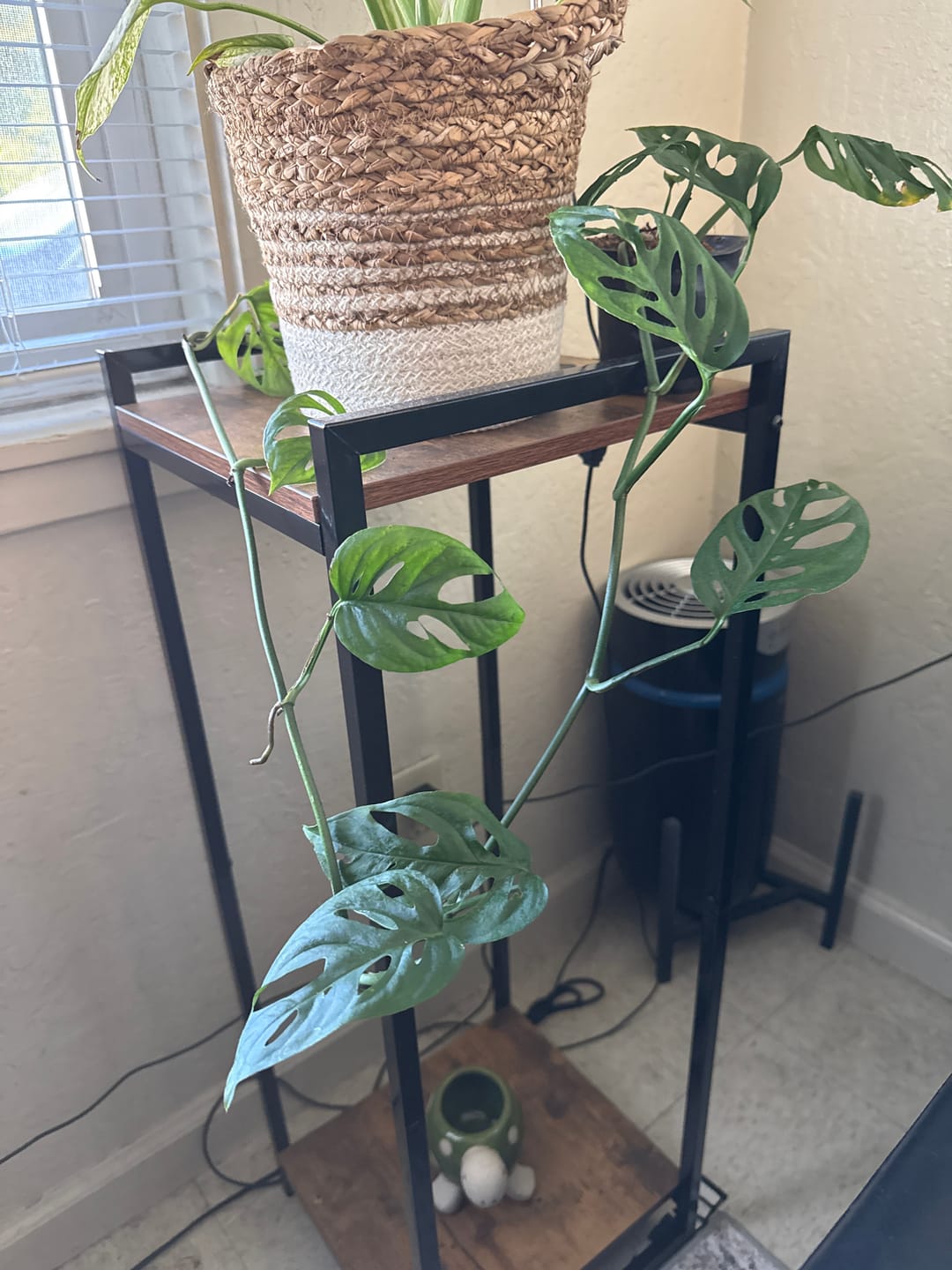 Customer photo review of Monstera Esqueleto