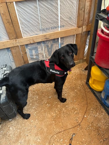 Customer's black dog wearing the Dogshood No Pull Harness with a red name patch standing in a garage.