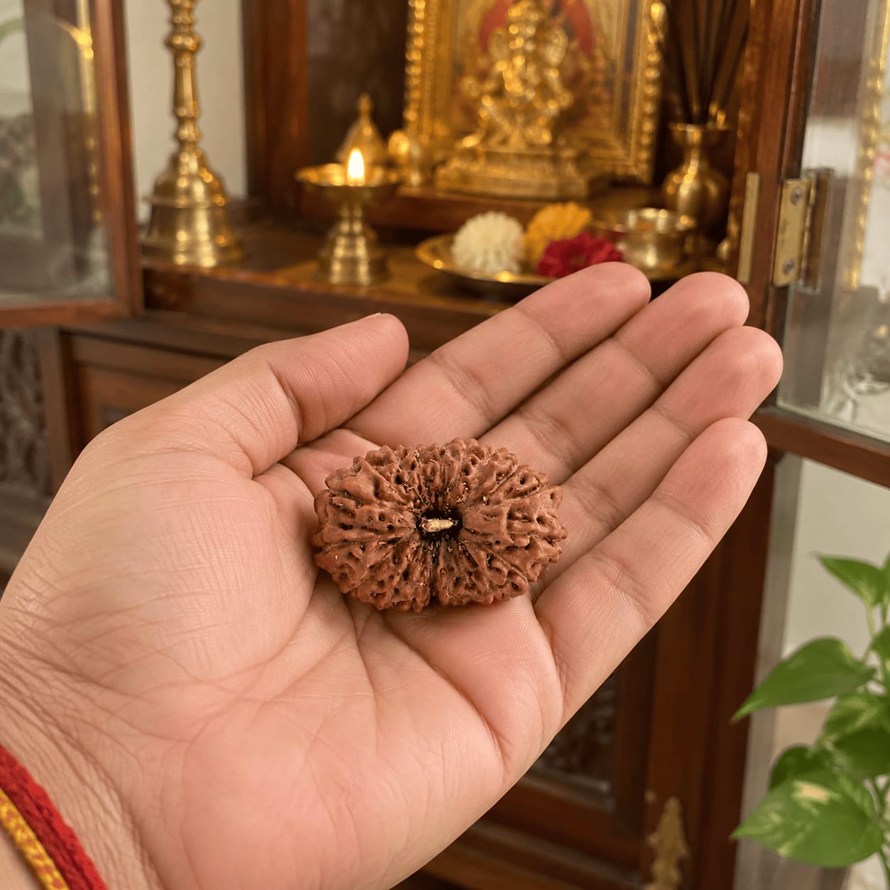 Customer photo review of Original 18 Mukhi Rudraksha (Nepali)