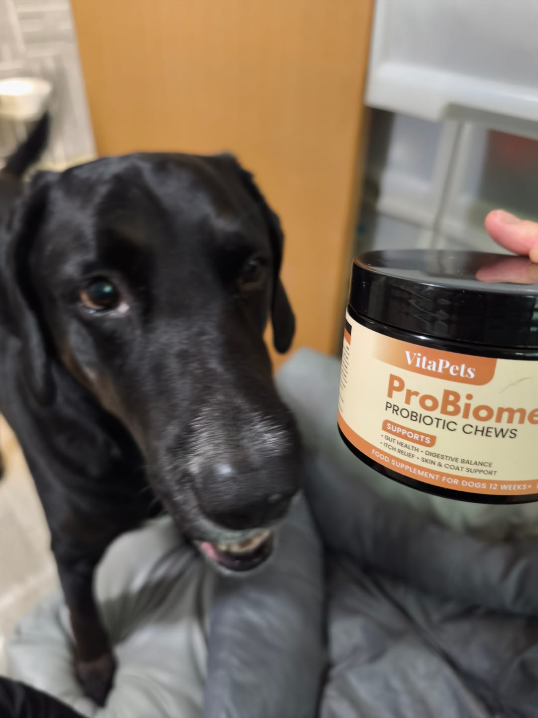 Customer photo review of ProBiome™狗狗益生菌軟粒