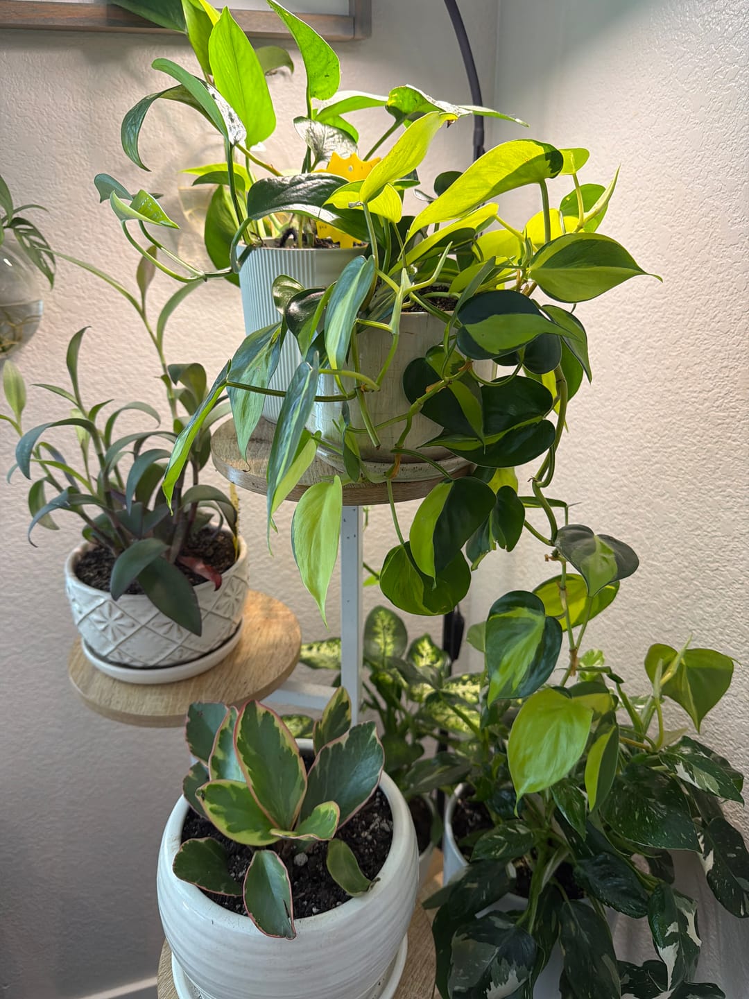 Customer photo review of Soil Refresh