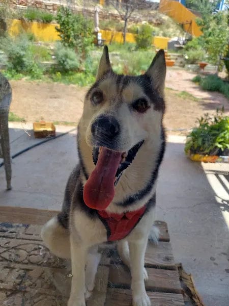 Customer photo review of Canident Polvo Dental para Perros – Removedor de Placa Natural a base de Algas Marinas para Perros