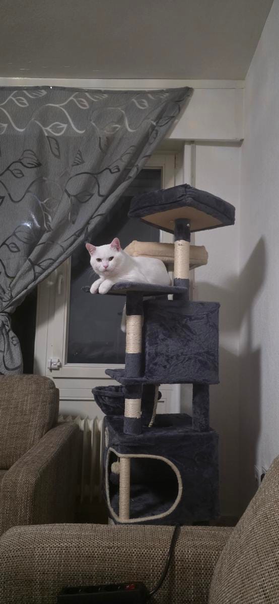 Customer photo review of Arbre à Chat 161cm – 7 Niveaux & Grande Stabilité