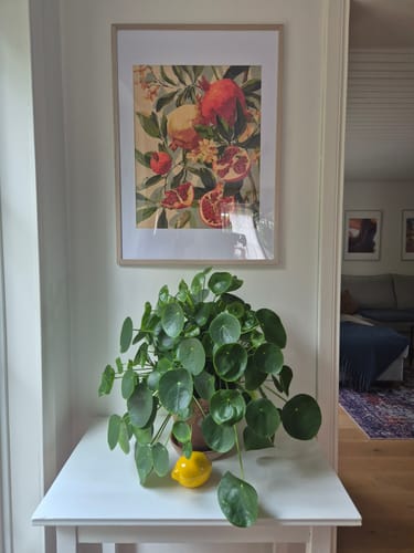Customer's Blooming pomegranates Paint by Number art framed and hung on a wall above a potted plant.