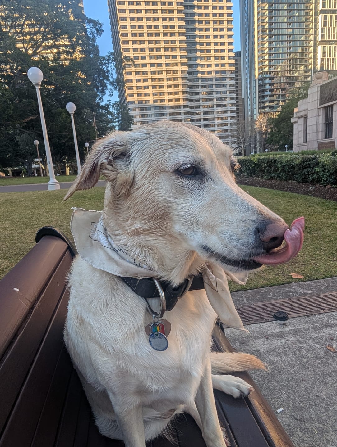 Customer photo review of Aussie Roo Trainers (Bite Size) Small - Medium Dogs