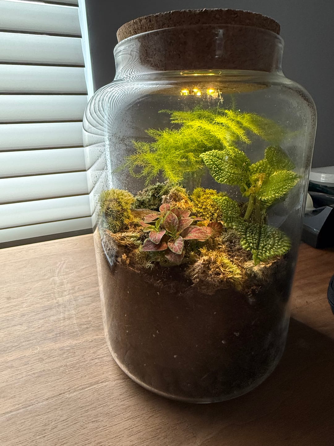 Customer photo review of Light Up Terrarium Kit