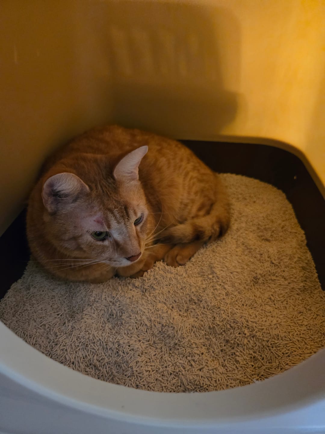 Customer photo review of Katzenklo Schaufel