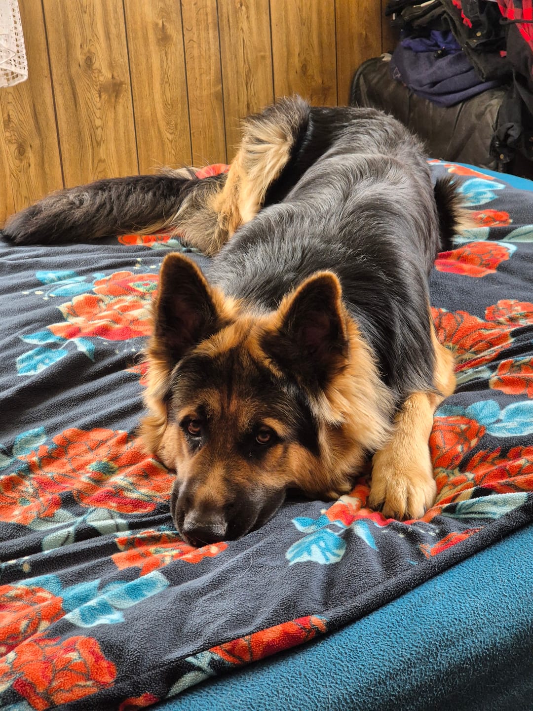 Customer photo review of Wurmtest Pro Hund