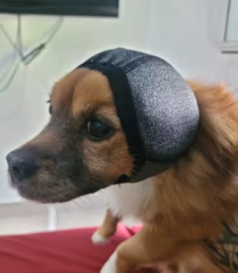 Customer photo review of Orejeras para Perros con Reducción de Ruido