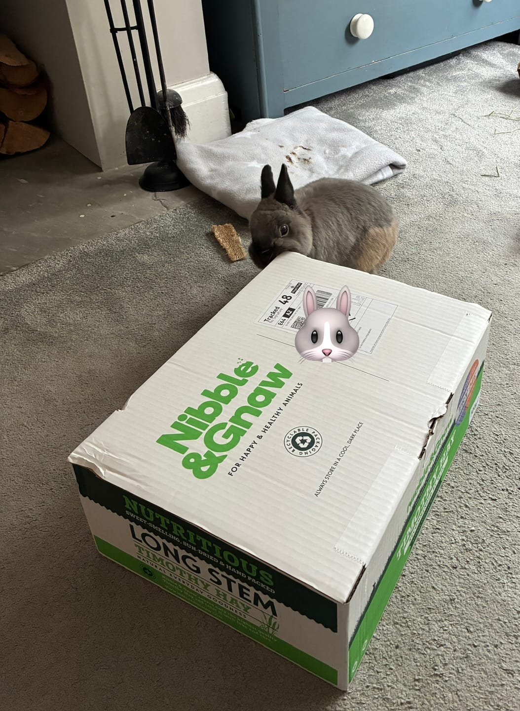 Customer photo review of Try Me - First and Second Cut Ultra Premium Timothy Hay Starter Pack