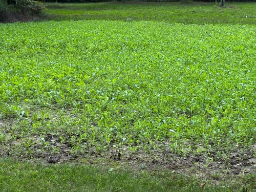Customer's No Till No Problem food plot showing successful green sprout germination in a small field.