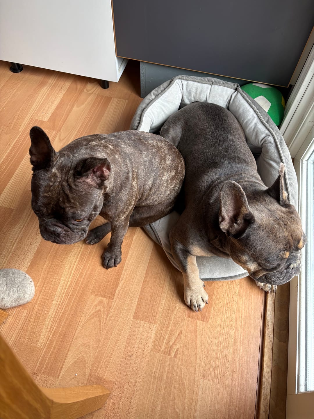 Customer photo review of Hundfoder Lamm & Ris, 11kg