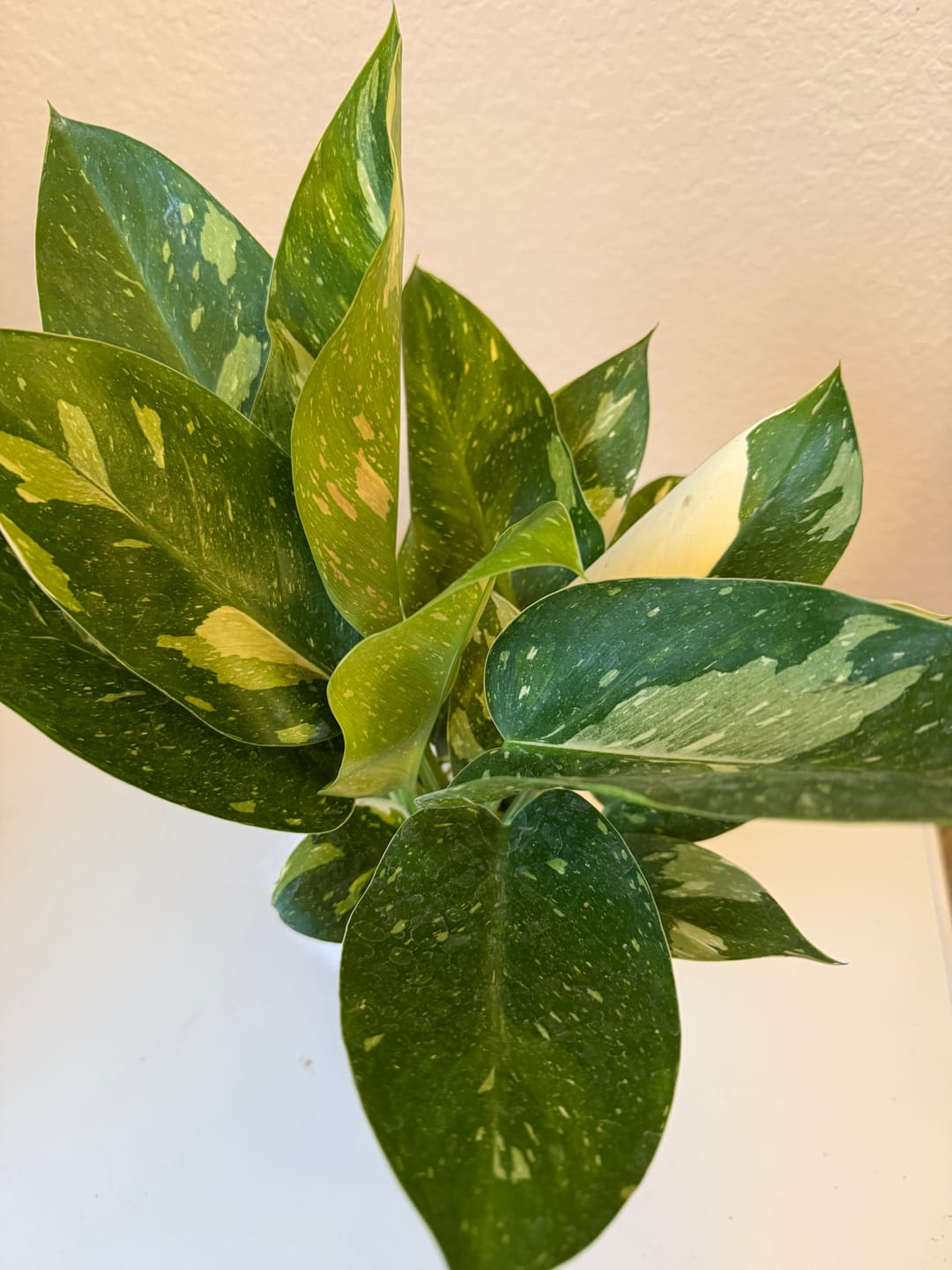 Customer photo review of Philodendron 'Congo Nuclear'