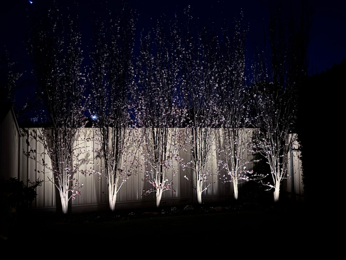 Customer photo review of GardenBrite™ Solar Spotlight Pack